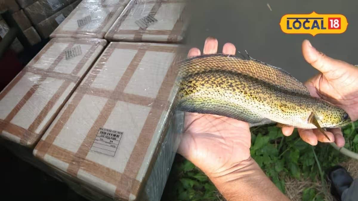 কলকাতা বিমানবন্দরে ৫৫০ বিরল চান্না বরকা উদ্ধার