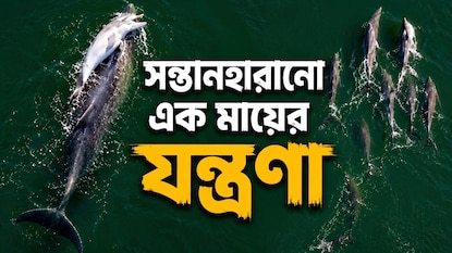 মা ডলফিনের ভিডিও ভাইরাল। মা ডলফিনের ভিডিও ভাইরাল।