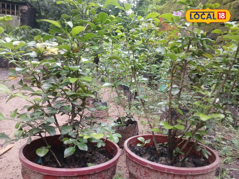 তরতরিয়ে বাড়বে গাছ…! ফুল-ফলে উপচে পড়বে, টবের মাটিতে মিশিয়ে দিন এই ৪ ‘গুঁড়ো’, দেখুন ফল হাতেনাতে, চোখ ধাঁধাবে প্রতিবেশীর তরতরিয়ে বাড়বে গাছ…! ফুল-ফলে উপচে পড়বে, টবের মাটিতে মিশিয়ে দিন এই ৪ ‘গুঁড়ো’, দেখুন ফল হাতেনাতে, চোখ ধাঁধাবে প্রতিবেশীর