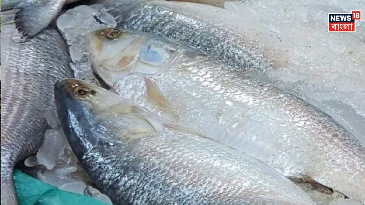দিঘায় ইলিশের সুনামি, কমতে পারে দাম