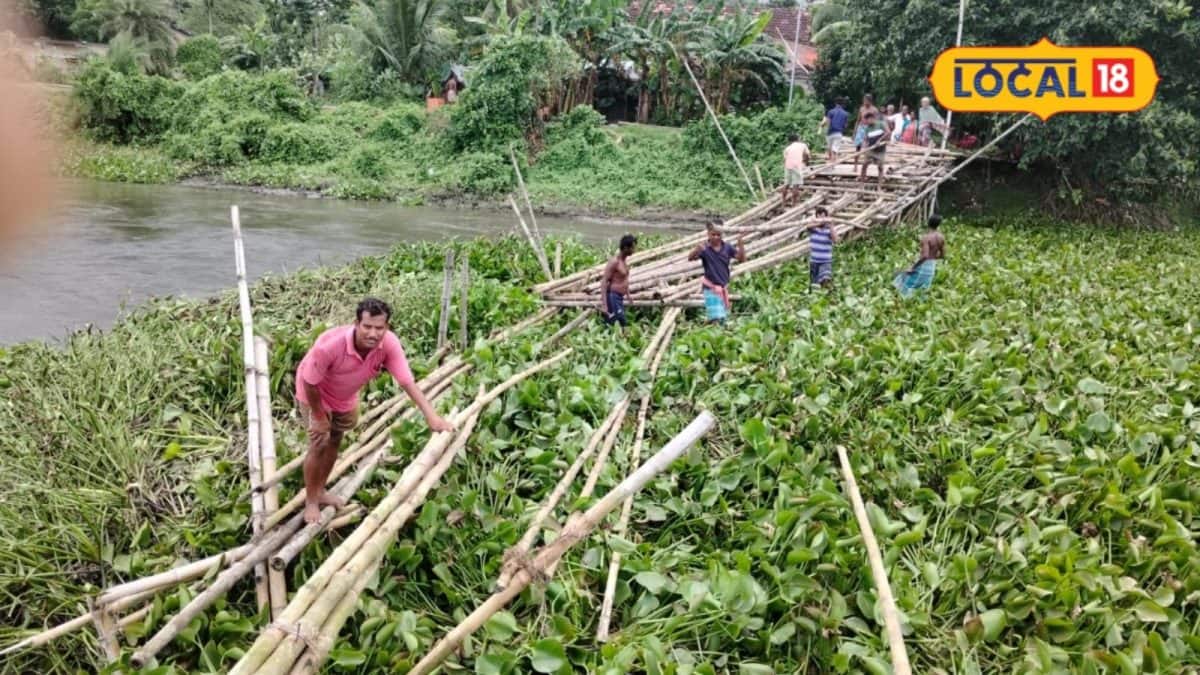 কচুরিপানার চাপে ভাঙল বাঁশের সাঁকো, দুর্ভোগে দুই পাড়