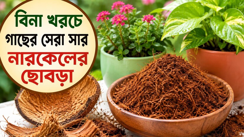 Best & Cheapest Gardening Tips: একটাও নারকেলের ছোবড়া ফেলবেন না!‘এভাবে’ দিন গাছের গোড়ায়…উপচে পড়বে ফুলের সাজি, গুনে শেষ করতে পারবেন না সুস্বাদু ফল…বিনা পয়সায় এমন সার আর পাবেন না
