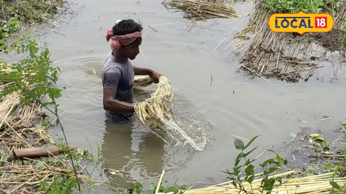 টানা বৃষ্টিতে জলের তলায় পাটক্ষেত, পচনের ভয়ে তড়িঘড়ি কাটছেন চাষিরা