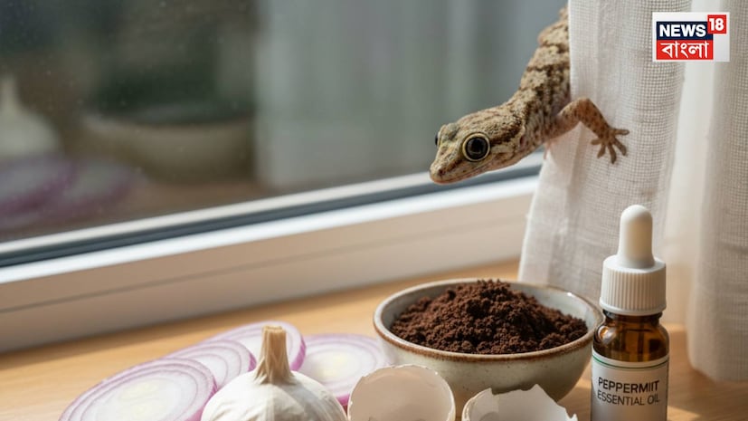Lizard Removing Tips: টিকটিকি তাড়াতে বিষ নয়! গা ঘিনঘিন করলেও মারবেন না…ঘরের এই উপকরণ কাজে লাগিয়ে কমান উপদ্রব Lizard Removing Tips: টিকটিকি তাড়াতে বিষ নয়! গা ঘিনঘিন করলেও মারবেন না…ঘরের এই উপকরণ কাজে লাগিয়ে কমান উপদ্রব