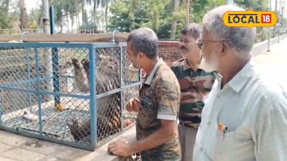 খাঁচাবন্দি করা হয়েছে এলাকায় তাণ্ডব চালানো বানরটিকে