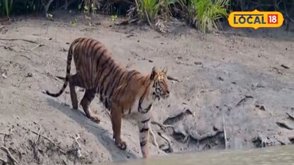 রয়্যাল বেঙ্গল টাইগার