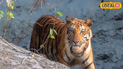 ফের বাঘের মৃত্যু ঝড়খালিতে, মনখারাপ বনকর্মীদের ফের বাঘের মৃত্যু ঝড়খালিতে, মনখারাপ বনকর্মীদের