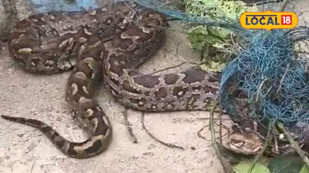 কালী মন্দিরের পাশে ৮ ফুটের অজগর উদ্ধার