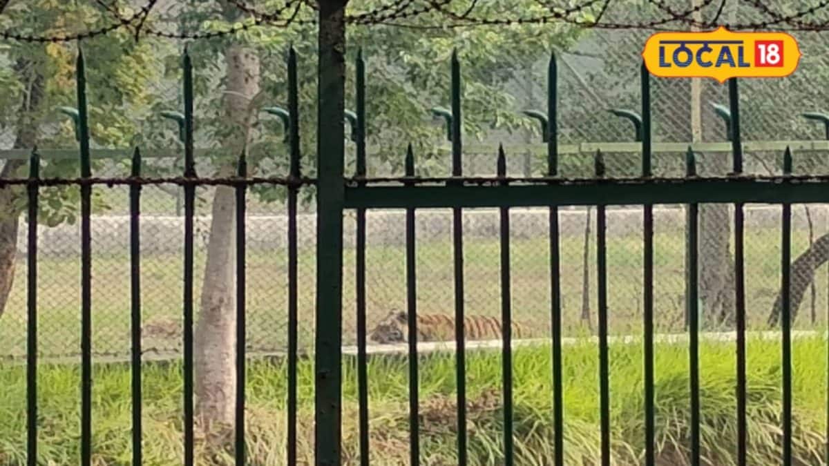ঝড়খালিতে চিকিৎসাধীন অবস্থায় বাঘিনীর মৃত্যু