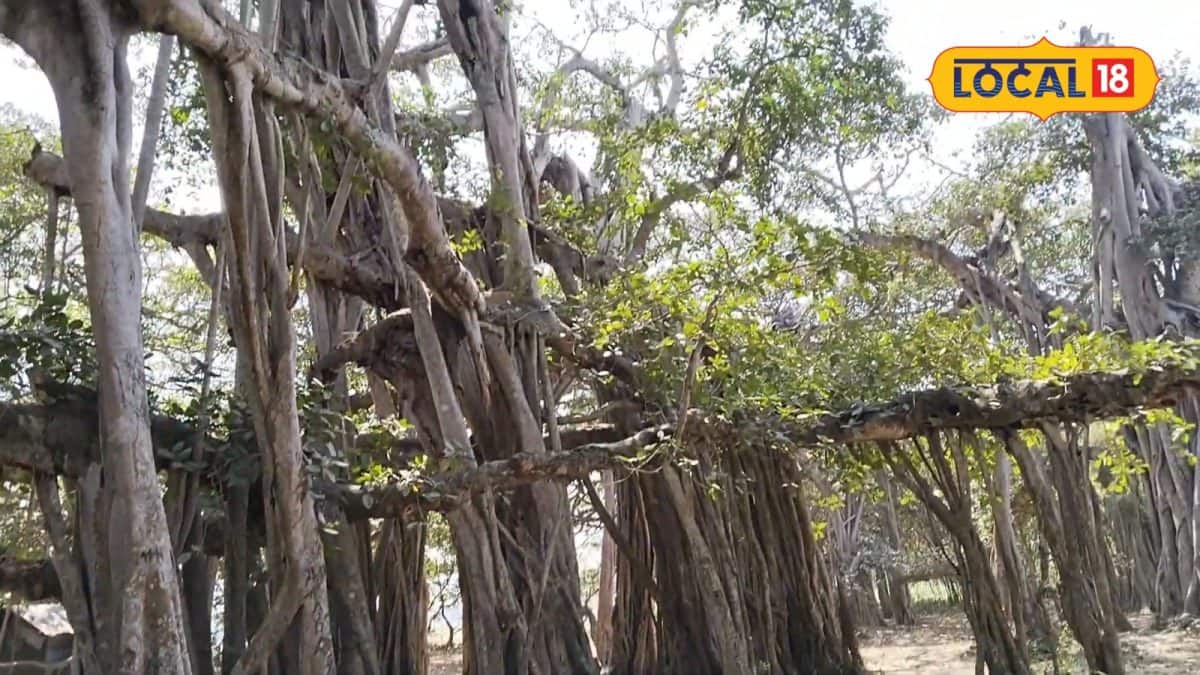 নদীয়ার গ্রেট বেনিয়ান ট্রি: নির্জন প্রকৃতির ডে-ট্রিপ গন্তব্য