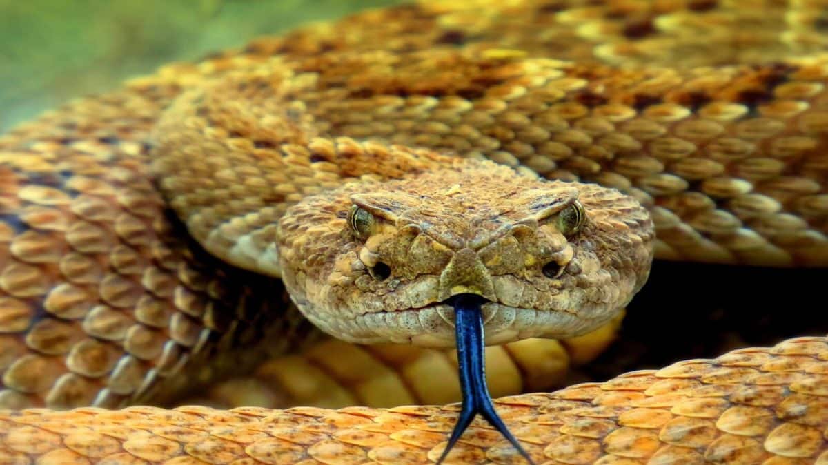 Snakes Facts: সাপের চোখ সবসময় খোলা থাকে কেন জানেন? কখনওই ফেলে না চোখের পলকও, ৯৯% মানুষেরই কারণটা অজানা, জানলে চমকে যাবেন গ্যারান্টি