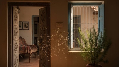 Rosemary: The Mosquito Slayer Plant That Repels Pests With Its Potent Scent