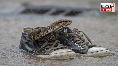 Snakes in Shoes: Simple Check Saves You from Venomous Bite This Monsoon