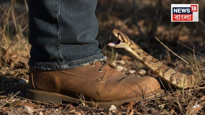 Snakebite Through Jeans & Boots: Can Venom Penetrate? What You Need to Know!
