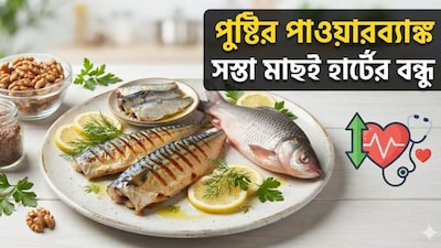নামে রুপো, কিন্তু কাজে সোনার চেয়েও দামি এই মাছ৷ অথচ দামে রুই-কাতলার থেকে অনেকটাই কম৷ তাই বাজারে গিয়ে সিলভার কার্প মাছ দেখলে ভুলেও মুখ ঘুরিয়ে চলে যাবেন না৷ বরং কিনে নিন থলে ভরে৷ সস্তায় পুষ্টির এরকম পাওয়ার হাউস বড় একটা পাবেন না৷ উত্তরপ্রদেশ জার্নাল অব জুওলজি-তে এই মাছের গুণাগুণ ও উপকারিতা নিয়ে বলেছেন এল এন মিথিলা ইউনিভার্সিটির প্রাণিবিজ্ঞানবিদ শিশিরকুমার বর্মা৷ (AI Image)