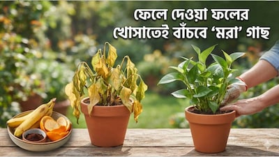 আপনি যদি বাগান করতে ভালোবাসেন এবং আপনার গাছের ভালো যত্ন নেন, কিন্তু আপনার গাছগুলো যদি হঠাৎ করে নেতিয়ে পড়তে বা শুকিয়ে যেতে শুরু করে, তবে সেগুলোকে সঙ্গে সঙ্গে অকেজো ভেবে ফেলে দেওয়ার কোনও প্রয়োজন নেই। কখনও কখনও একটি গাছ বাইরে থেকে সম্পূর্ণ শুকনো মনে হতে পারে, কিন্তু এর শিকড় বা কাণ্ডের কিছু অংশ সুস্থ থাকে। কারণটি শনাক্ত করে সঠিক যত্ন নিলে গাছটি আবার বেড়ে উঠতে শুরু করতে পারে। (AI Image)