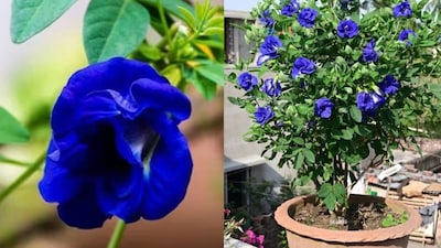 টবের মাটিতে কী মেশালে অপরাজিতা গাছ ফুলে ফুলে ভরে যাবে? জানুন ফুল ফোটানোর গোপন কৌশল