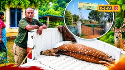 পূর্ণবয়স্ক হরিণের দেহ উদ্ধারের ঘটনায়  চাঞ্চল্য