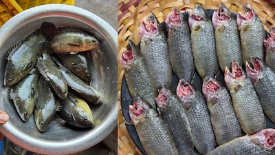 বাঙালির মাছের পছন্দের তালিকায় কই মাছের নাম বেশ উপরের দিকেই থাকে। স্বাদে যেমন অতুলনীয়, তেমনই রয়েছে নানা গুণ। শীতকালে ফুলকপি দিয়ে কই মাছের দারুণ স্বাদের ঝোল তো বাঙালি রান্নাঘরের পরিচিত পদ। এছাড়াও গঙ্গাযমুনা, তেল কইয়ের মতো সাবেকি নানা রান্নাতেও কই মাছের কদর রয়েছে। বর্ষাকালেও বাজারে এই মাছের জোগান বেশ ভালোই থাকে।তবুও কই মাছ কিনতে অনেকেই পিছিয়ে যান। কারণ বাজারে মাছ বিক্রেতা কেটে-কুটে পরিষ্কার করে না দিলে বাড়িতে কই মাছ সামলানো বেশ ঝামেলার কাজ। আঁশ ছাড়ানো থেকে শুরু করে মাছ পরিষ্কার করা—সব মিলিয়ে বেশ সময় ও পরিশ্রম লাগে। এই কারণেই কই মাছ খেতে পছন্দ করলেও অনেকেই কাটাকুটির ঝক্কি এড়াতে এই মাছ না কেনার সিদ্ধান্ত নেন।
