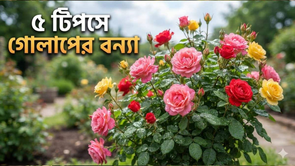 Rose Plant Care: বর্ষা কাটতেই গোলাপ গাছে করুন ‘এই’ ৫ কাজ! শীতের শুরুতেই গাছে পাবেন গোলাপের বন্যা