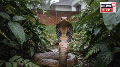 Snake Repellent: Sarpagandha Plant Outperforms Carbolic Acid, Keeps Snakes Away