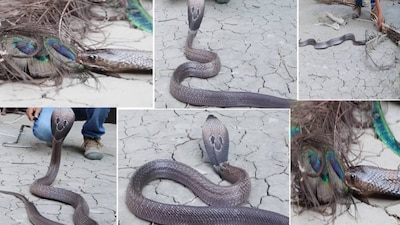 Peacock Feathers No Snake Repellent: Guddu Maurya Debunks Myth