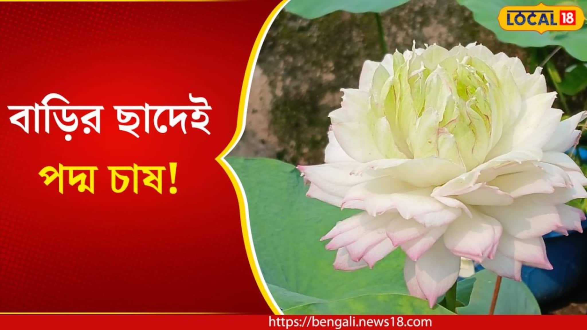 বাংলা ভিডিও, Bangla Videos: Latest Bengali Video News on India, World ...