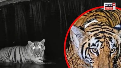 বক্সায় ফের শোনা যাবে বাঘের গর্জন