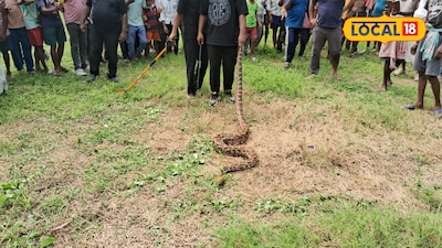 Narrow Escape: 10-Foot Python Discovered While Cutting Grass, Causes Panic