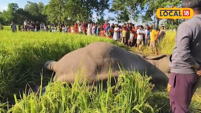 Lifeless body of adult elephant found in paddy field in Sukani Basti