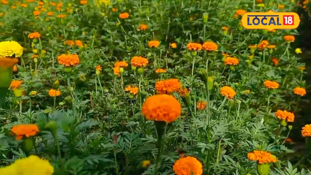 ফুলে ফুলে উপচে পড়বে গাঁদা গাছ…! বিশেষ প্রজাতির চাষেই তাক লাগাচ্ছেন চাষিরা, ‘শীতের’ ফুলই এখন হাসি ফোটাচ্ছে সারা বছর! ফুলে ফুলে উপচে পড়বে গাঁদা গাছ…! বিশেষ প্রজাতির চাষেই তাক লাগাচ্ছেন চাষিরা, ‘শীতের’ ফুলই এখন হাসি ফোটাচ্ছে সারা বছর!