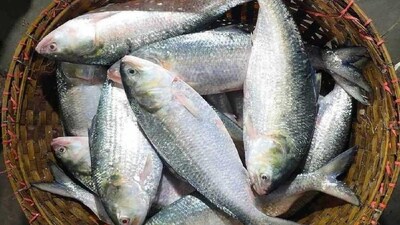 বাজারে কীভাবে চিনবেন গঙ্গার খাঁটি ইলিশ?