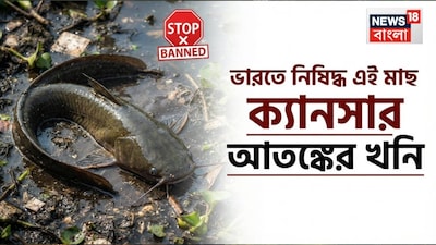 মাছেভাতে থাকা বাঙালির পাতে পুষ্টির অন্যতম সেরা ভান্ডার মাছ৷ বাজারে গিয়ে পছন্দ, বাজেট অনুযায়ী মাছ না কিনলে যেন মন ভরে না৷ শারীরিক নানা সমস্যা সমাধানে মাছের পুষ্টিগুণ ও উপকারিতা বলে শেষ করা যায় না৷ কিন্তু জানেন কি কিছু মাছ ক্ষতির আড়ত৷ (AI Image)