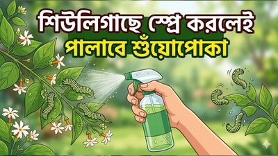 Caterpillars on Shiuli Tree? This Magic Spray Protects Trees Without Harming Pests!