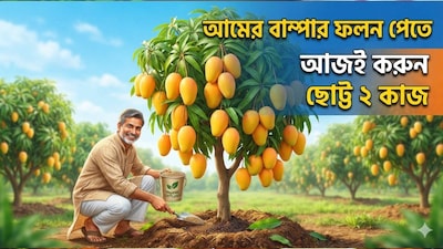 বর্ষা শেষ হওয়ার পর এবং আমের ফলন তোলার পর বাগান রক্ষণাবেক্ষণ করা অত্যন্ত জরুরি। এই সময়ে সঠিক পরিমাণে সার ও জল দেওয়া, গাছকে রোগ থেকে রক্ষা করা এবং শুকনো ও দুর্বল ডালপালা ছেঁটে দিলে গাছের ভালো বৃদ্ধি হয়। বর্ষার পরের এই জরুরি বাগানের কাজ পরবর্তী মরশুমে ফুল আসা এবং ফল ধরার উপরও প্রভাব ফেলে। তাই, কৃষকেরা সময়মতো তাদের আমগাছের যত্ন নিয়ে আসন্ন আমের মরশুমে ভালো ফলনের জন্য প্রস্তুতি নিতে পারেন। (AI Image)
