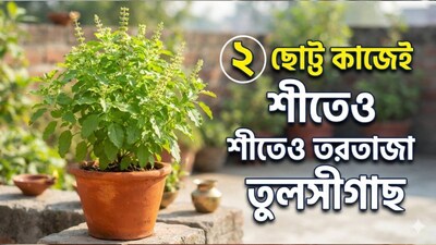 শীতকালে তুলসী গাছের পাতা প্রায়ই হলুদ হয়ে ঝরে পড়ে। কখনও কখনও পাতাগুলো কুঁকড়ে যায় এবং গাছটি শুকিয়ে যায়। এর কারণ হল, তীব্র ঠান্ডা, তুষারপাত এবং অতিরিক্ত জল দেওয়া—এই সবই তুলসী গাছের ক্ষতি করতে পারে। বোকারোর ঠাকুর নার্সারির একজন নার্সারি বিশেষজ্ঞ অভিষেক, শীতকালে তুলসী গাছের যত্ন নেওয়ার বিষয়ে গুরুত্বপূর্ণ তথ্য জানিয়েছেন। শীত জাঁকিয়ে পড়ার আগে শরতের পড়ন্ত বেলাতেই শুরু করুন এই যত্ন আত্তির টিপস। তাহলে শীতেও তরতাজা ঝলমলে সবুজ থাকবে তুলসী গাছ। (AI Image)