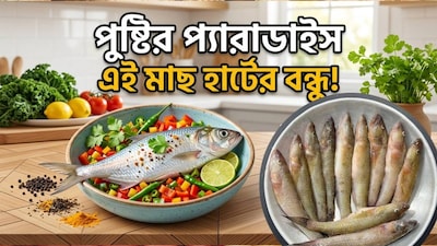 এই মাছের সাদামাঠা চেহারা দেখে বোঝার উপায় নেই কত উপকারিতার ভান্ডার৷ এই মাছটি তার হালকা আঁশযুক্ত গঠন, মৃদু স্বাদ এবং এর সঙ্গে থাকা সমস্ত পুষ্টিগুণ দিয়ে সত্যিই মুগ্ধ করে। এটা জেনে সত্যিই অবাক হতে হয় যে এই সাধারণ ছোট মাছটিতে বেশিরভাগ ‘সুপারফুড’-এর চেয়েও প্রতি গ্রামে বেশি প্রোটিন রয়েছে। মিষ্টি জলের সেই আটপৌরে মাছের নাম বেলে বা বাইলা৷ এর বৈজ্ঞানিক নাম Glossogobius Giuris এবং ইংরেজি নাম Tank goby। এই লম্বাটে মাছটির দেহের রঙ হালকা হলদে বা হলদে-ধূসর। এরা আকারে প্রায় ৩০ সেমি হয় বা আরও বড় হতে পারে। (AI Image)