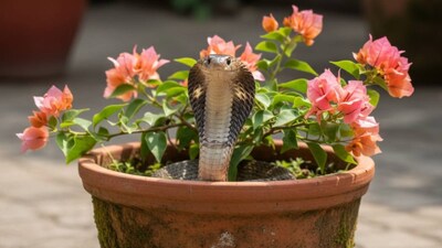 Flower Pot Snakes: 5 Snakes Hiding in Your Pots! Mistaking Them for Worms Can Be Dangerous!