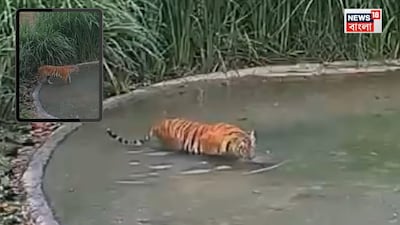 ফের ঘুম পাড়ানো বল বক্সার বাঘিনীকে