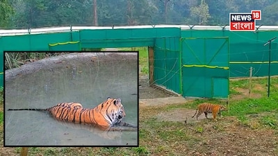 এনক্লোজার ছেড়ে বক্সার ময়দানে নেমে পড়ল বাঘিনি