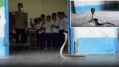 গোখরো ঢুকে পড়ায় হুলস্থুল স্কুলে