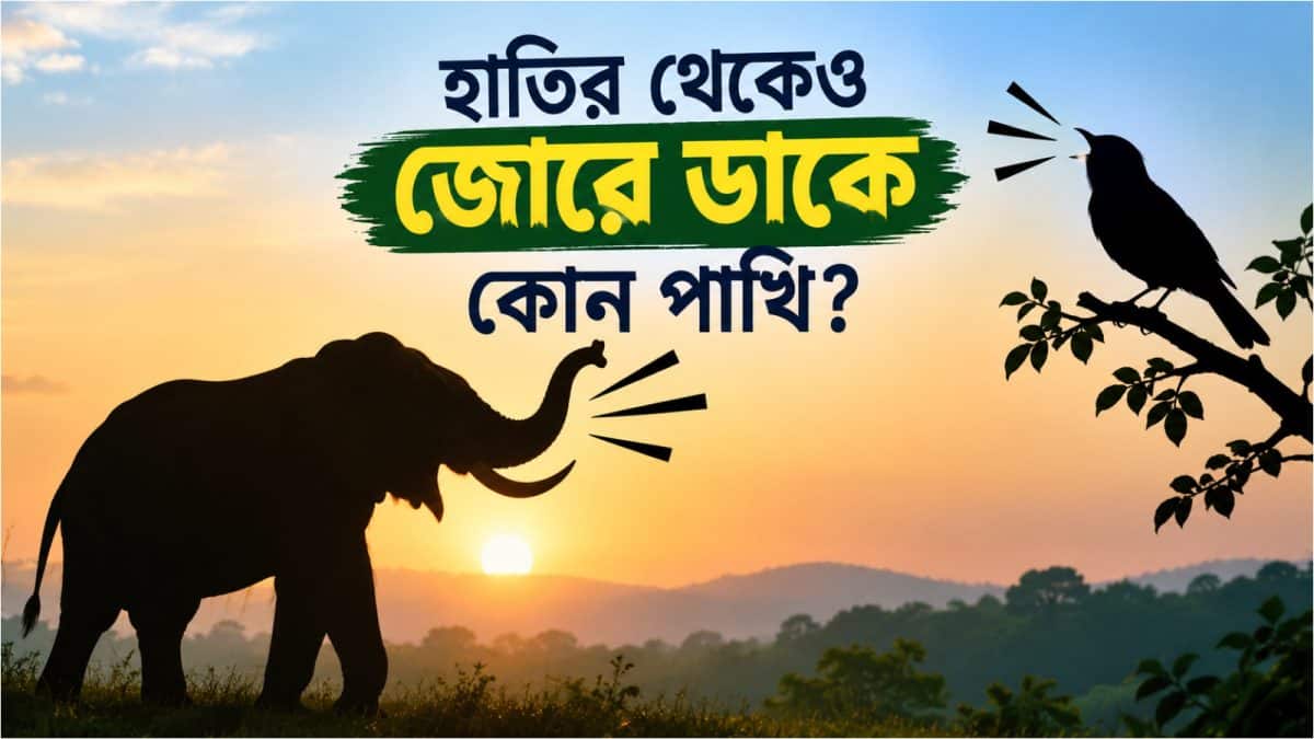 হয়ে যাবে কান ঝালাপালা, হাতি-সিংহের থেকেও জোরে ডাকতে পারে কোন পাখি? হয়ে যাবে কান ঝালাপালা, হাতি-সিংহের থেকেও জোরে ডাকতে পারে কোন পাখি?