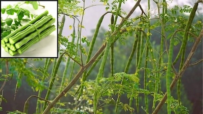 সজনে গাছ, সজনে গাছ গার্ডেনিং টিপস, গার্ডেনিং টিপস, সজনে ডাঁটা, ডাঁটায় ডাঁটায় ঢেকে যাবে, সজনে গাছ, এক কাপ ঘোলই এনাফ, কীভাবে ব্যবহার করবেন সজনে গাছের বিশেষ সার,  টিপস বলে দিলেন উদ্যান বিশেষজ্ঞ, মোক্ষম টিপস বলে দিলেন উদ্যান বিশেষজ্ঞ, তরতরিয়ে বাড়বে সজনে, সজনে গাছের যত্ন, সজনে ডাঁটা বেশি হবে কী সার দিলে, সজনে গাছে ফুল বাড়াতে কী সার দেবেন, সজনে গাছের যত্ন, তরতরিয়ে বাড়বে গাছ, সজনে ফুল, সজনে ডাঁটার উপকারিতা, সজনে ফুলের উপকারিতা, গার্ডেন, উদ্যান, বাগান, বাগান বিশেষজ্ঞ