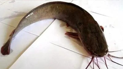 কীভাবে জল ছাড়া দিনের পর দিন বেঁচে থাকে শিং মাছ?