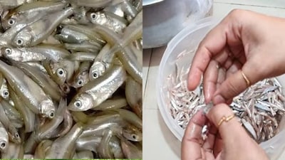 ছোট মাছের আঁশ বার করুন এই কৌশলে, নিমেষে সাফ গামলা গামলা ফলুই-চান্দা-পুঁটি-মৌরলা