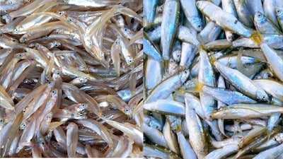 সস্তার এই মাছেই পুষ্টির পাওয়ারহাউজ