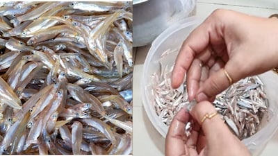 এই সহজ টেকনিকেই মুশকিল আসান! আর একটা একটা করে মাছ বাছতে হবে না! একসঙ্গে কেজি কেজি কাচকি মাছ কাচের মতো পরিষ্কার হবে কয়েক মিনিটেই