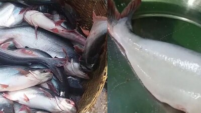 এই সহজ কৌশলে ধবধবে সাদা হবে পাঙ্গাসের কালো চামড়া