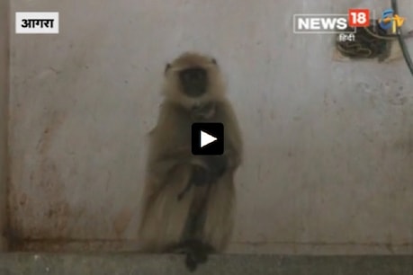 VIDEO: પોલીસે સુરક્ષા માટે વાંદરાની કરી જમાવટ VIDEO: પોલીસે સુરક્ષા માટે વાંદરાની કરી જમાવટ