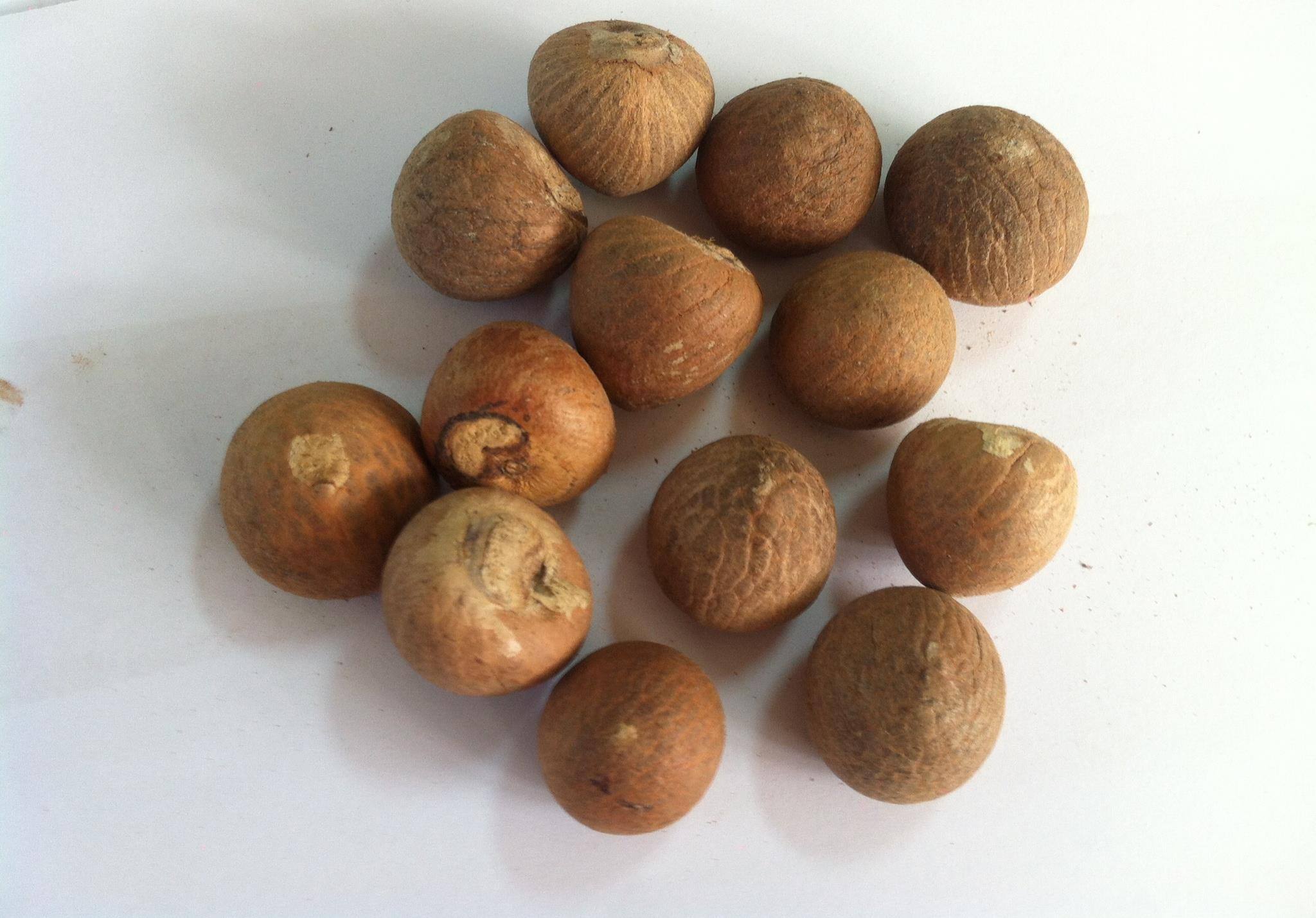 Орех бетеля. Орех бетель что это. Супари орех. Орех бетель что это. Орех арека.